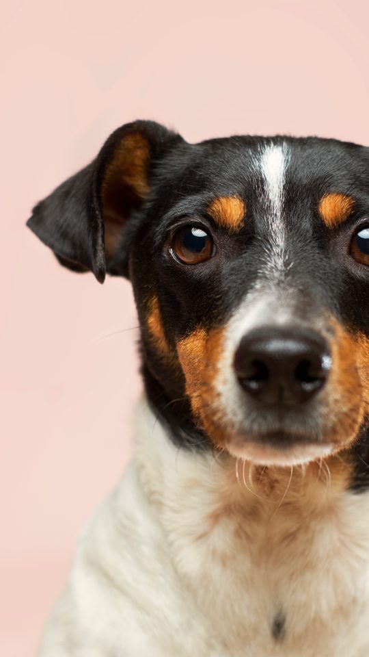 black and white short coated dog